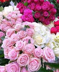 We did not find results for: Good Morning I Love Beautiful Flowers Facebook