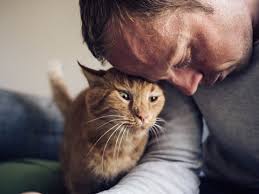 They are some of the most powerful healers out there. Healing Purrs How Your Cat Can Help You Heal Purrfectpost Com