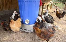 Diy Garbage Can Chicken Feeder No Spill No Waste Chickens Homestead Homesteading Chicken Feeder Diy Automatic Chicken Feeder Chicken Feeders