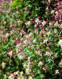 Check spelling or type a new query. Clematis X Triternata Rubromarginata Clematis Rubromarginata Waldrebe Rubromarginata Pflanzen Blumen 99roots Com