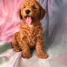 Buying a goldendoodle puppy from the. Apricot Mini Goldendoodle Breeder Located By Joice Iowa 50446
