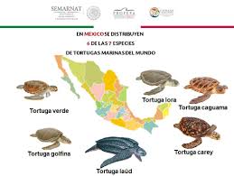 Ver más ideas sobre tortuga para colorear, manualidades, cuadernos decorados en foami. Pin En Vida Marina Marine Life