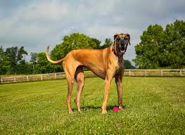 You should consider your great dane a puppy for the first two years of their life. Best Dog Food For Great Danes 2021 Reviews And Guide