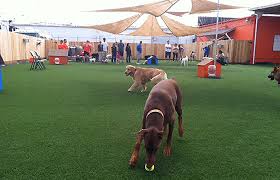 Here are the things that you can expect at the san diego pua boot camp Classes Beckman S Dog Training