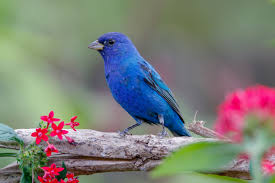 There are also the rare visitors from asia that show up in north america every now and then. Indigo Bunting Audubon Field Guide