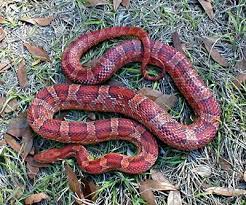 Red Rat Snake Georgia And Florida In Our Yard Corn Snake Snake Rat Snake