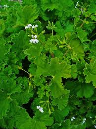 Image result for Pelargonium apetalum