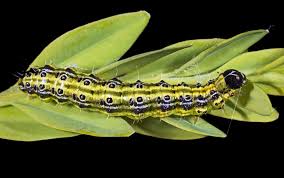 Image result for caterpillar box tree moth inside buxus plant