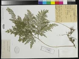 Image result for Panicum heterostachyum