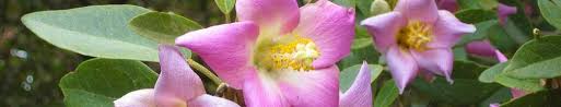 Big ups for our norfolk island hibiscus! Flora Department Of Agriculture Water And The Environment