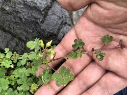 芝生の雑草 カタバミ対策