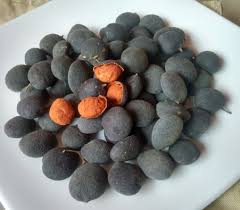 Image result for Dialium