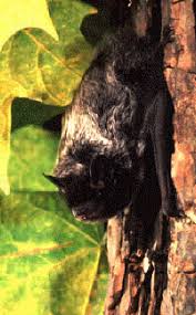 Cdc Bats Coming In Contact With Bats Rabies