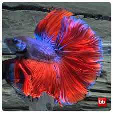 Pin By Marianne Sans On Beautiful Betta Fish In 2020 Halfmoon Betta Betta Betta Fish