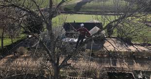 (caldwell,idaho) hide this posting restore restore this posting. Boise Tree Cutting Trimming Removal Services Arbor Safe