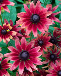 Image result for Rothia hirsuta