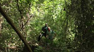 Image result for Rhodopentas bussei