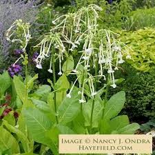 Image result for Nicotiana