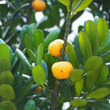 Image result for Garcinia acutifolia