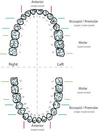 Treatment Of Supernumerary Teeth Supernumerary Teeth