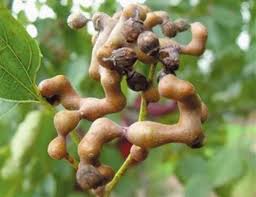 Image result for Hovenia