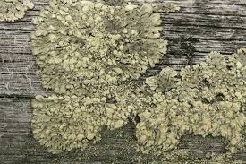 Image result for Melinis ambigua