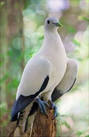 Black Bird With White Tail Philippines Sign In Animals Beautiful Pet Birds Birds