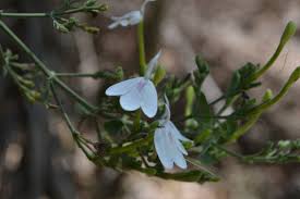 Image result for Rhinacanthus zambesiacus