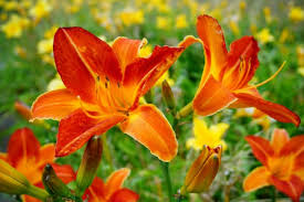 Non sapendo dove andare, rimasi e mi trasformai da me stesso in lacche. Fiori Estivi Guida Alla Scelta Dei Fiori Piu Resistenti Nella Stagione Calda