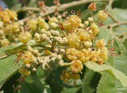 Image result for Guazuma