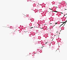 فروع شجرة الكرز cherry blossom drawing cherry tree cherry blossom