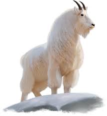 The beauty of the world! Goat Forgotten Realms Wiki Fandom