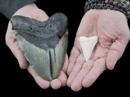 The megalodon shark (aka the megatooth shark, monster shark and giant white shark) is one of the most mysterious and elusive prehistoric animals in fact due to its large size this shark was given the name megalodon which in translation means, big tooth. Florida Woman Finds Megalodon Tooth While Out Walking Her Dog
