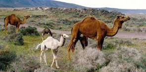How much does a dairy cow weigh? Capacities