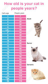 Pet Age Concept Comparison Chart Of Cat And Human Years On White