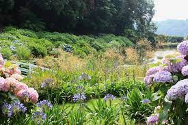The Hydrangea Valley At Trebah Cornwall Shows How Dramatic Massed Plantings Of Shrubs Can Be Even If They Re Not All Actua Agapanthus Shrubs Garden Features