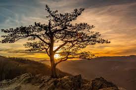 Raven's roost overlook yakınlarında yapılacak şeyler. Sunset Through The Raven S Roost Tree By Maria Jaeger Photography