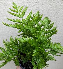 Image result for Pteris