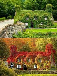 Le guide pays de galles : Salon De The Dans Llanrwst Nord Du Pays De Galles English Cottage Garden Beautiful Homes Cottage Garden