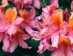 We did not find results for: How To Plant Grow And Care For Rhododendrons Jackson S Nurseries