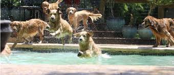 We are near dallas tx, located about one hour. Amica Golden Retrievers Pet Breeder Austin Texas 576 Photos Facebook