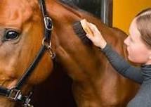 Volunteer at Pal-O-Mine Equestrian
