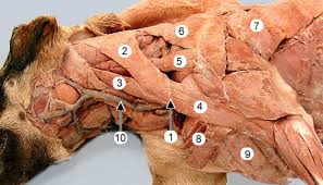 2021 ultimate guide to dog anatomy. Medical And Veterinary Illustration By Diogo Guerra Resources Veterinary Anatomy I