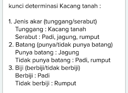 Lembar kerja siswa (lks) menggunakan kunci determinasi sederhana tujuan menggunakan kunci amati bagiann daun, batang dan akar (bila memungkinkan)! Tolong Sebutkan Kunci Determinasi Kacang Tanah Tolong Besok Dikumpulkab Terimakasih Brainly Co Id