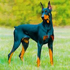 Doberman pinscher two dogs old dog food advert on greetings note card. Painting Doberman Pincher Painting By Bob And Nadine Johnston
