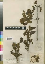 Image result for Combretum cinereopetalum