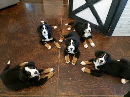 46 piney mountain church rd, candler, nc 28715. Available Trained Bernese Mountain Dog Puppies Training Canines