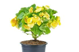 Image result for Calceolariaceae