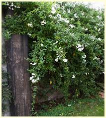 Climbers grow vertically in your garden so dense varieties can be trained to become an effective screen with some support, attention and care. 5 Of The Best Climbing Plants Landscape Gardening Supplies