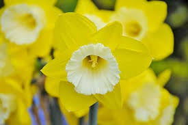 Daffodil Green Garden Daffodil Bulbs White Flower Farm Bulb Flowers